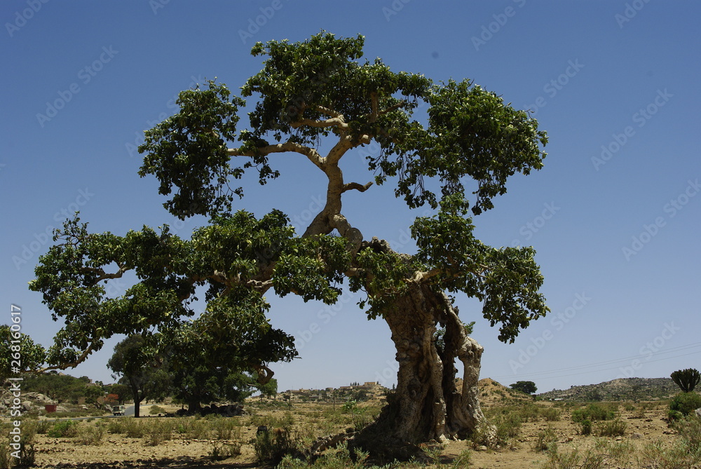 Obraz premium Segheneiti, Eritrea - 04/25/2019: Travelling around the vilages near Asmara and Massawa. An amazing caption of the trees, mountains and some old typical houses with very hot climate in Eritrea.
