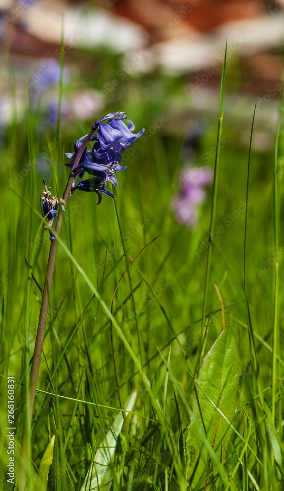 A close up ground-level narrow depth of field image of an isolated common bluebell in tall green grass on a bright sunny day with the background blurred A close up ground-level narrow depth of field image of an isolated common bluebell in tall green grass on a bright sunny day with the background blurred