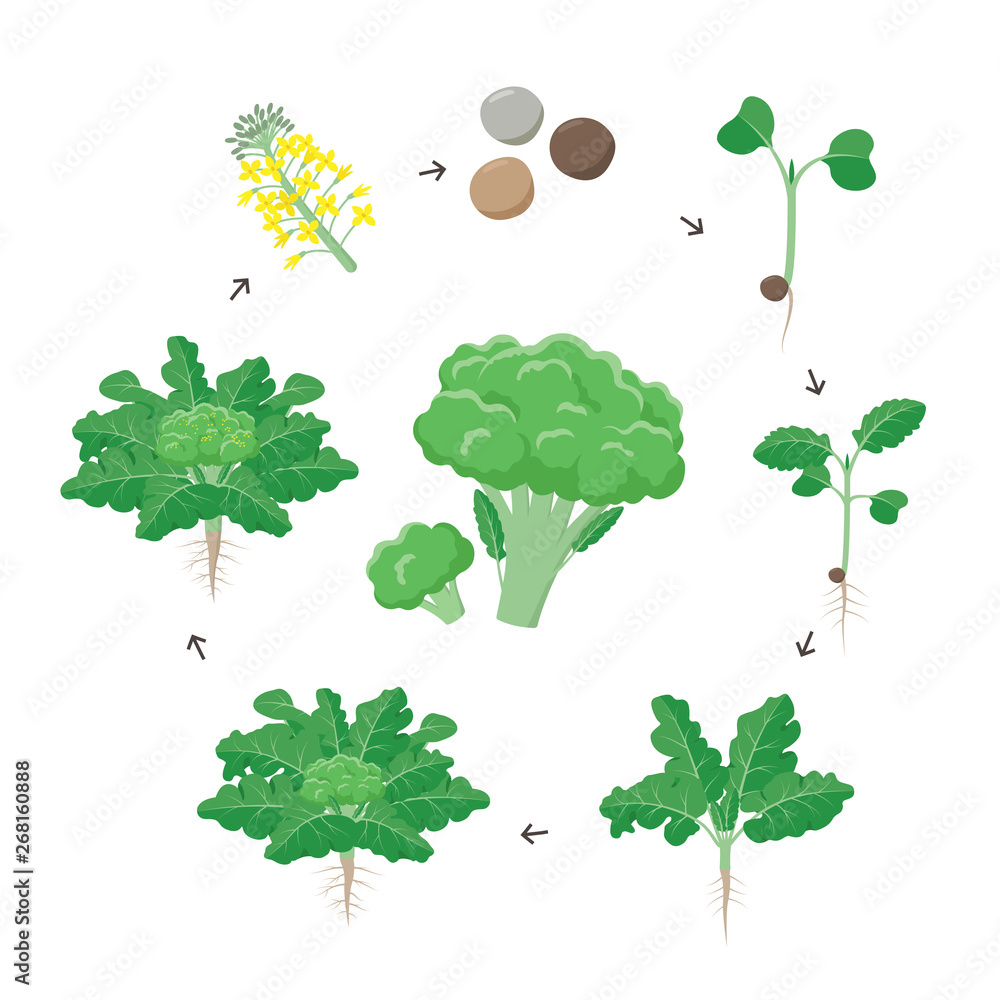 Broccoli plant growth stages infographic elements. Growing process of broccoli from seeds, sprout to mature plant with roots, life cycle of plant isolated on white background vector flat illustration.