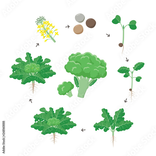 Broccoli plant growth stages infographic elements. Growing process of broccoli from seeds, sprout to mature plant with roots, life cycle of plant isolated on white background vector flat illustration.