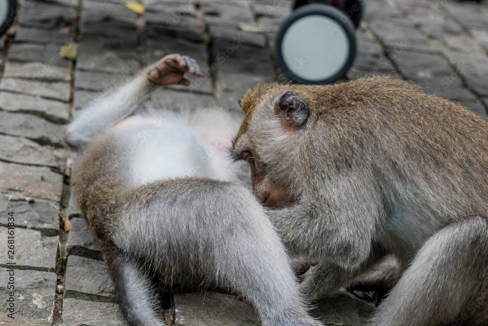 Obraz premium Sacred Monkey Forest Sanctuary in Ubud Bali Indonesia