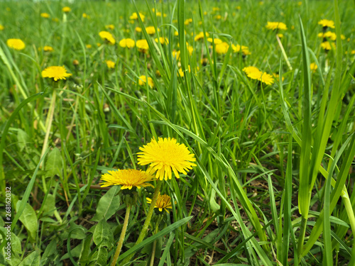 Yellow medical coltsfoot blooming field (Tussilago farfara) also called mother and stepmother flower, summer background