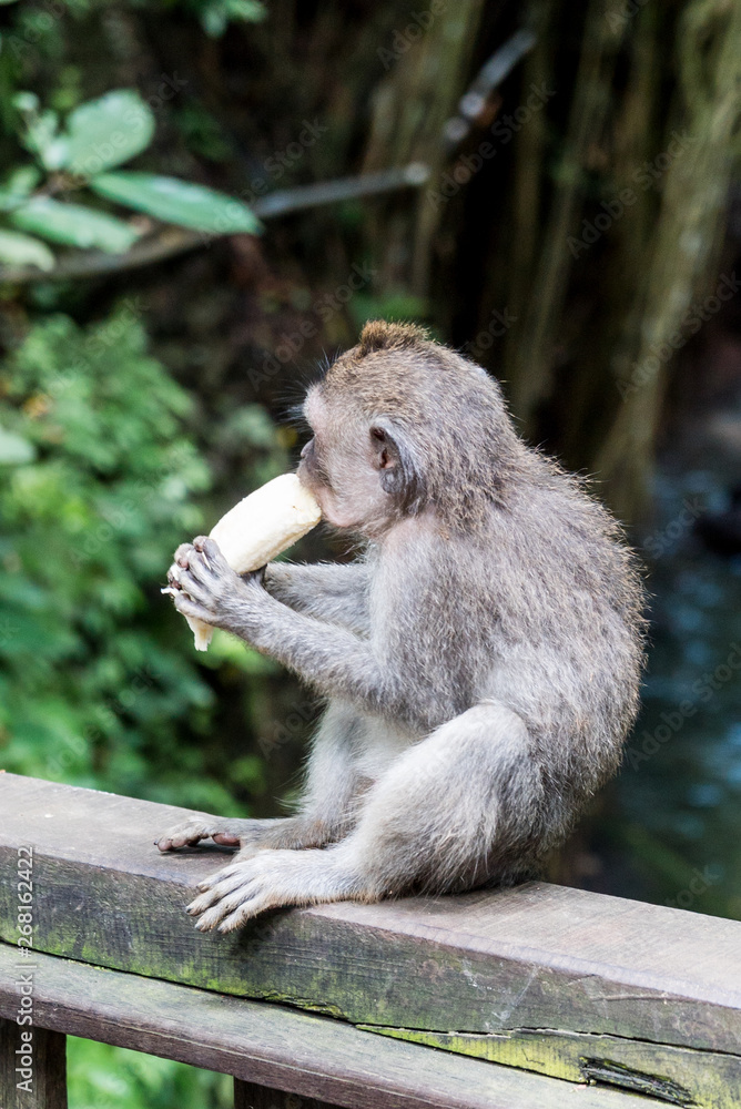 Sacred Monkey Forest Sanctuary in Ubud Bali Indonesia
