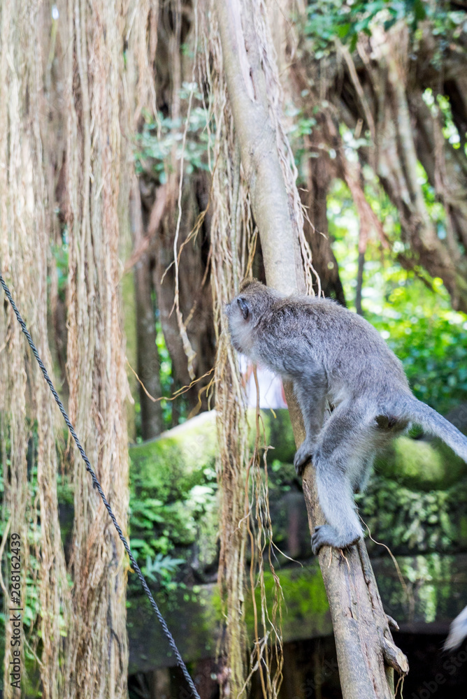 Obraz premium Sacred Monkey Forest Sanctuary in Ubud Bali Indonesia