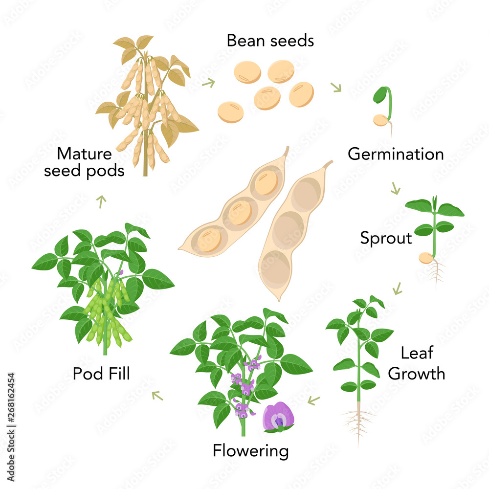Soybean plant growth stages infographic elements in flat design ...