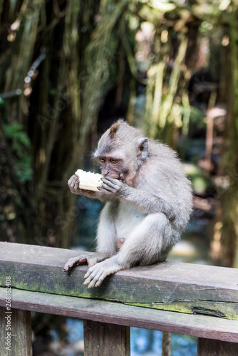 Sacred Monkey Forest Sanctuary in Ubud Bali Indonesia © Omar Garcia