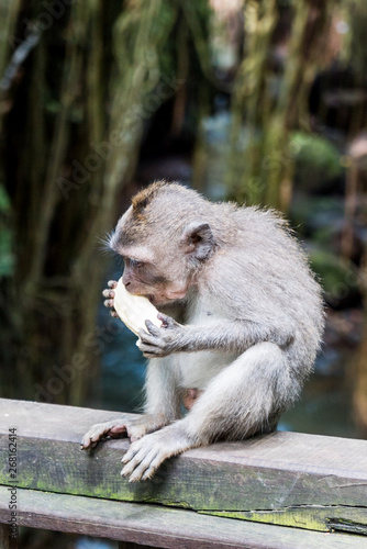 Fototapeta Naklejka Na Ścianę i Meble -  Sacred Monkey Forest Sanctuary in Ubud Bali Indonesia