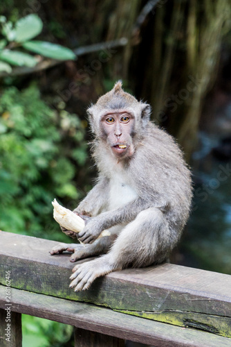 Sacred Monkey Forest Sanctuary in Ubud Bali Indonesia © Omar Garcia
