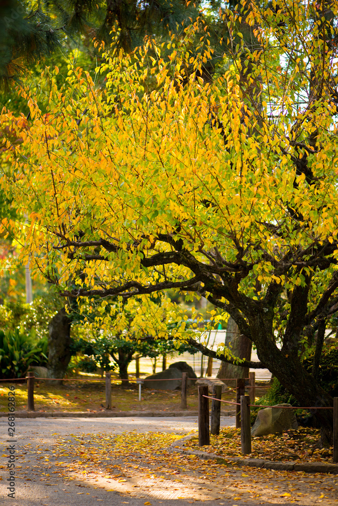 Yellow leaves in autumn season at Nagoya castle park at  Nagoya,Japan