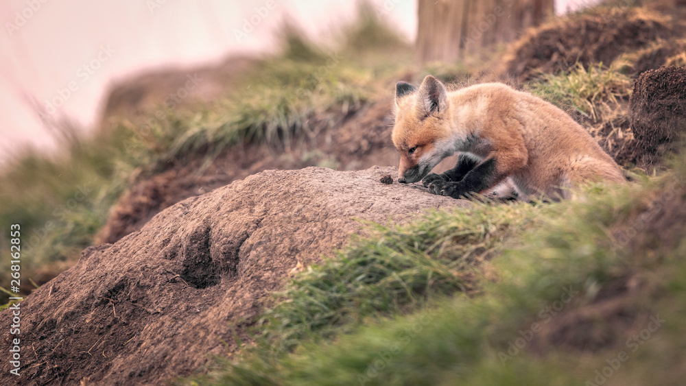 Fototapeta premium Curious Red Fox Kit Exploring Outside of Den. First steps into new world