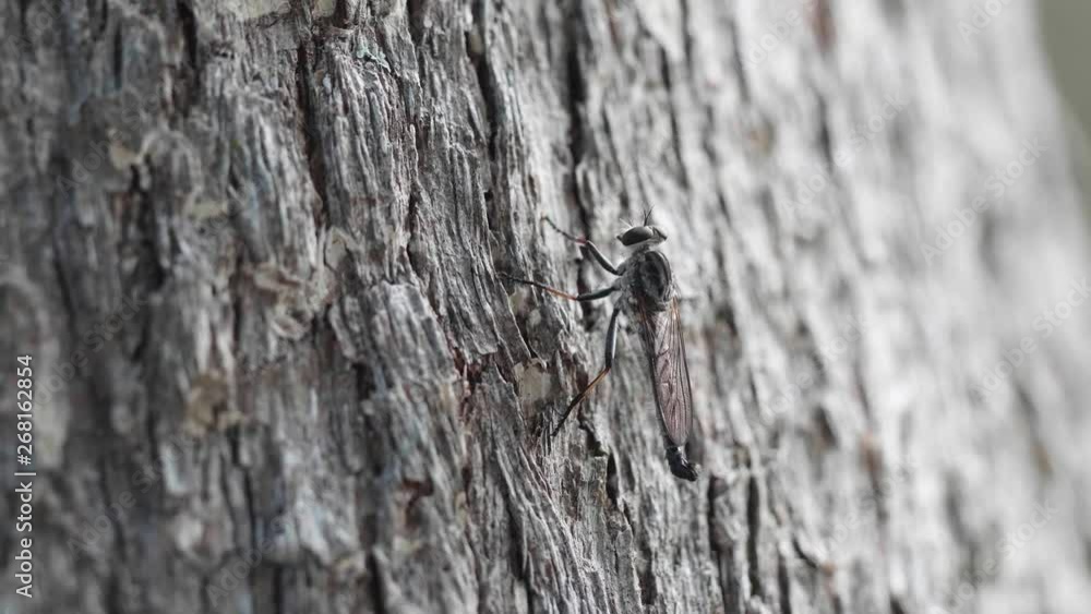 A mosquito sitting on the bark of a tree QLD Australia A mosquito sitting on the bark of a tree QLD Australia