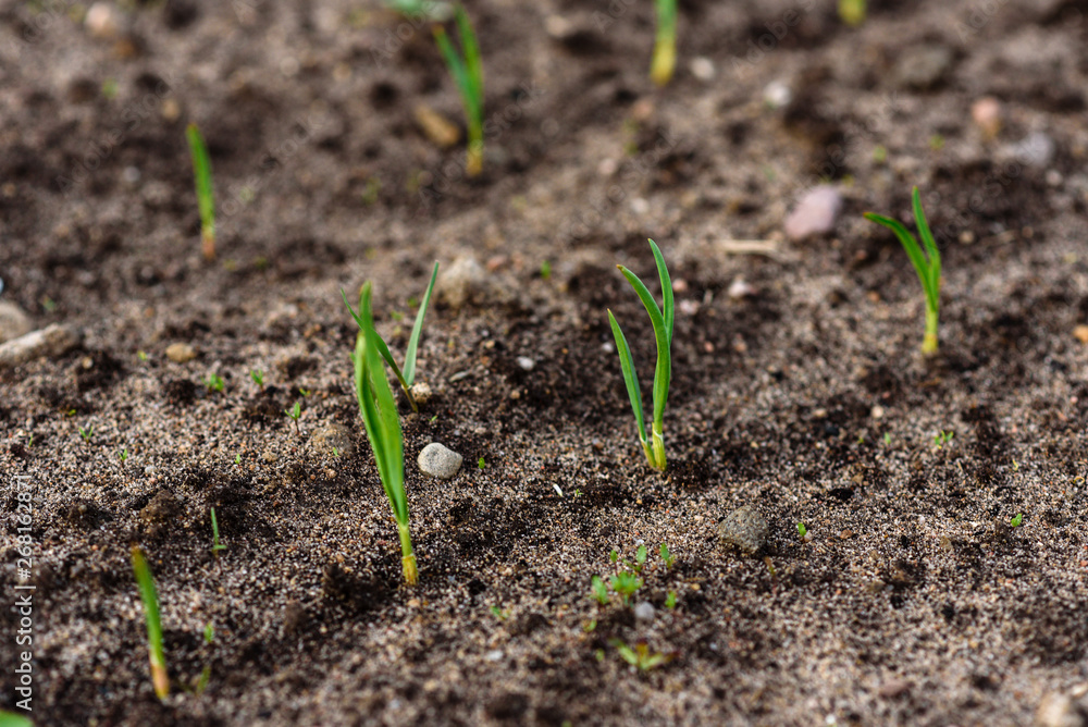 Young garlic growing in spring garden Young garlic growing in spring garden