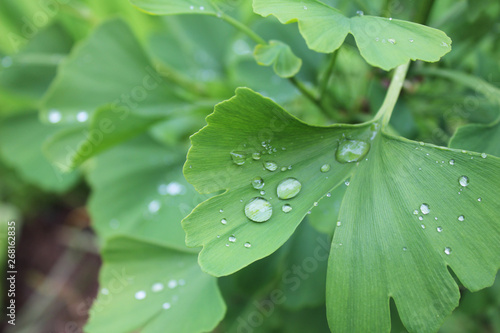 Dew, rain drops, droplets on green leaves of young Ginkgo Biloba common Maidenhair tree, plant, macro photography 