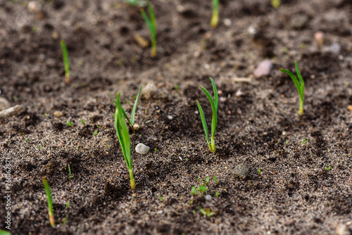 Young garlic growing in spring garden