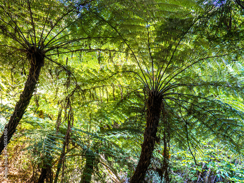 beautiful big mammut fern trees in the tropical rain forest