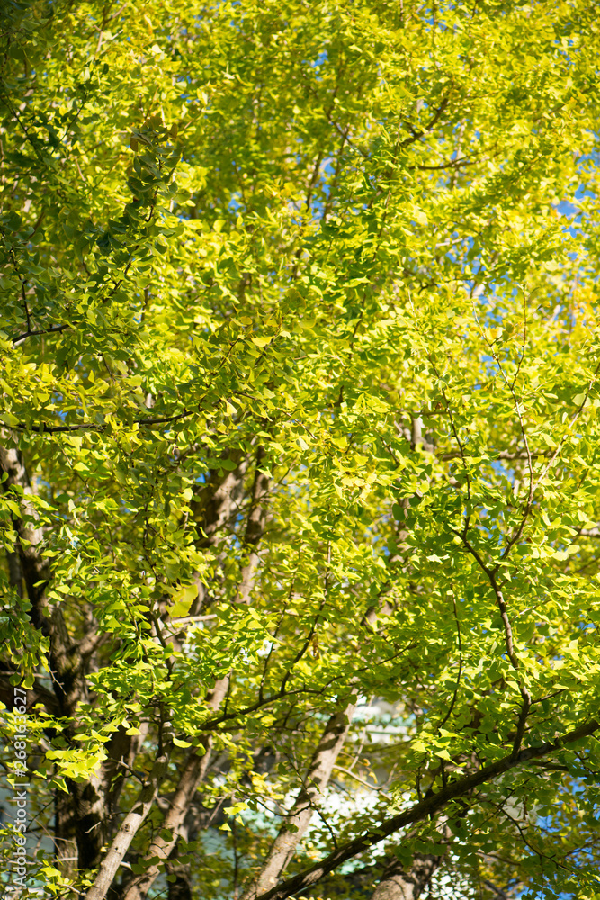 Ginkgo leaves on autumn season