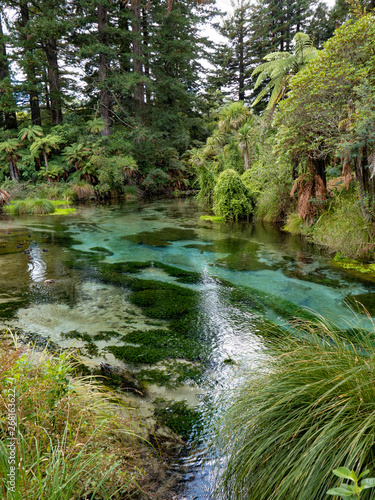 crystal clear waters of Hamurana Springs, Rotorua, New Zealand, surrounded by native forest photo