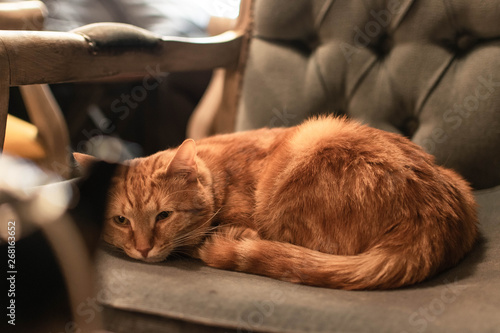 Red Cat