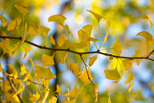 Yellow Ginkgo leaves on autumn season