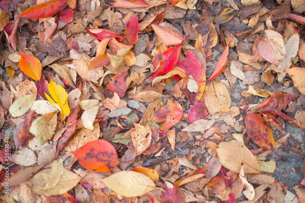 Leaves fall on ground at Nagoya castle garden at Nagoya,Japan Leaves fall on ground at Nagoya castle garden at Nagoya,Japan
