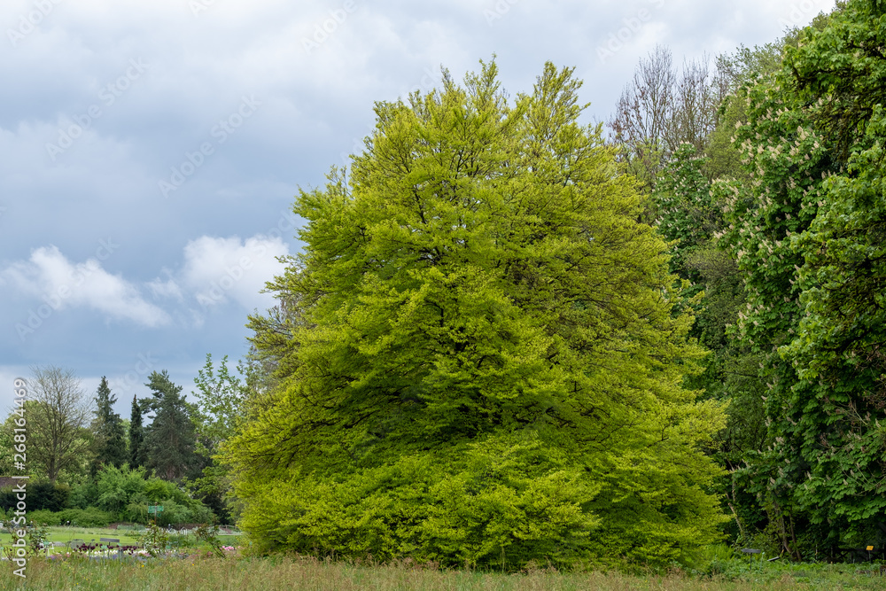 Fagus sylvatica Asplenifolia Farnblättrige Buche freistehender Solitärbaum Fagus sylvatica Asplenifolia Farnblättrige Buche freistehender Solitärbaum