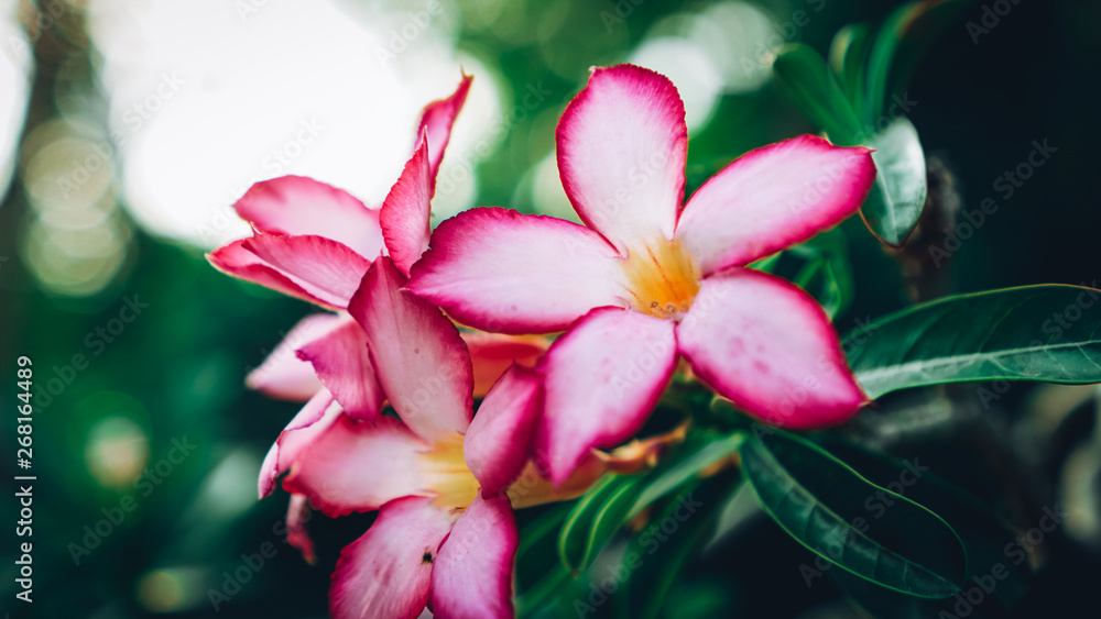 Fototapeta premium plumeria flower