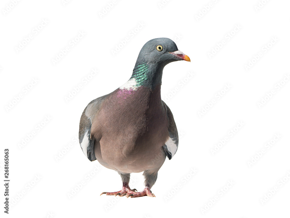 Close up front view of common european wood pigeon with head turned to the right and isolated on white background Close up front view of common european wood pigeon with head turned to the right and isolated on white background