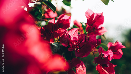 Tableau sur toile red poinsettia flowers on black background