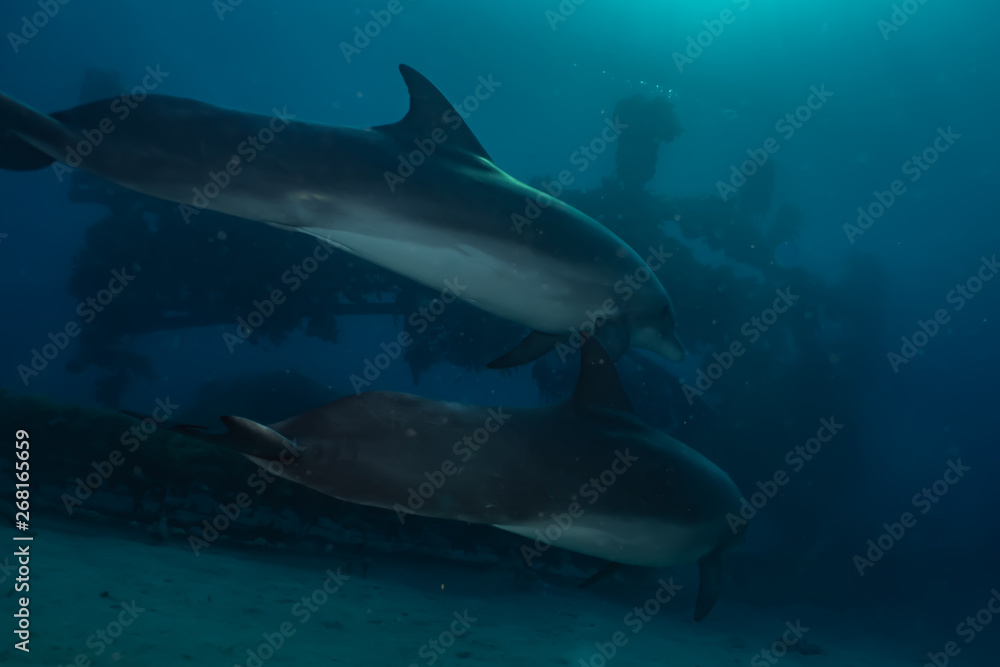 Fototapeta premium Dolphins swimming with divers in the Red Sea, Eilat Israel 
