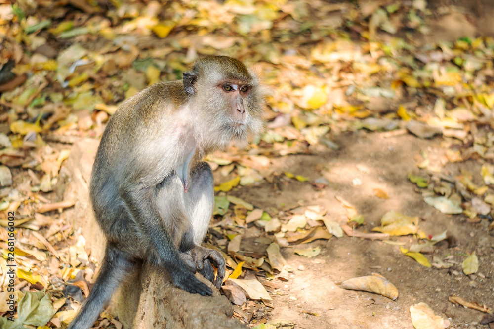 Obraz premium Asia monkey wildlife