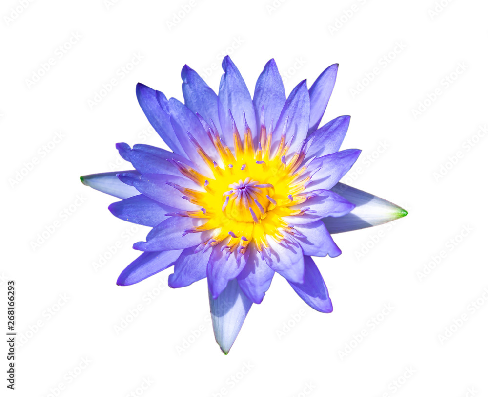 Fototapeta premium Blue lily water or lotus flower in the basin very fresh