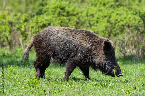 Wild boar in green grass 