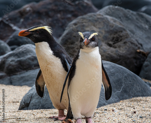 A pair of Fiordland penguins on their way back to the nests in New Zealand