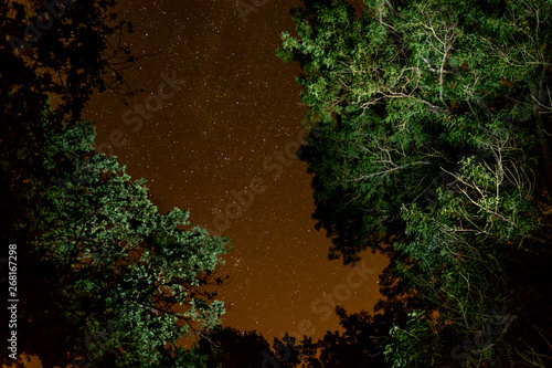 Wallpaper Mural view of tree crowns and stars in the sky Torontodigital.ca
