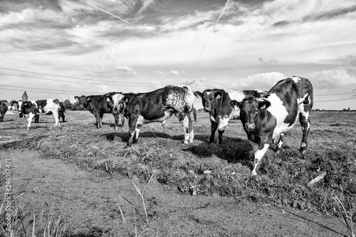 Cows in the pasture, Brown Swiss.Fleckvieh. Fries Hollands vee.Fries Roodbont.Groninger Blaarkop.Holstein Friesian.Jersey.Montbéliarde. photo