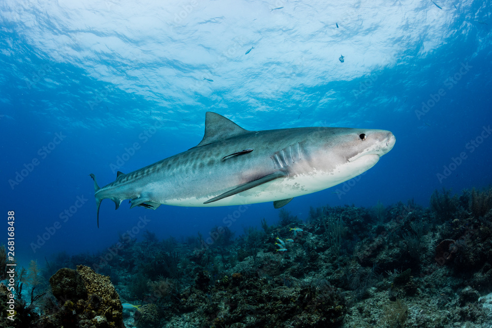 Fototapeta premium Shark