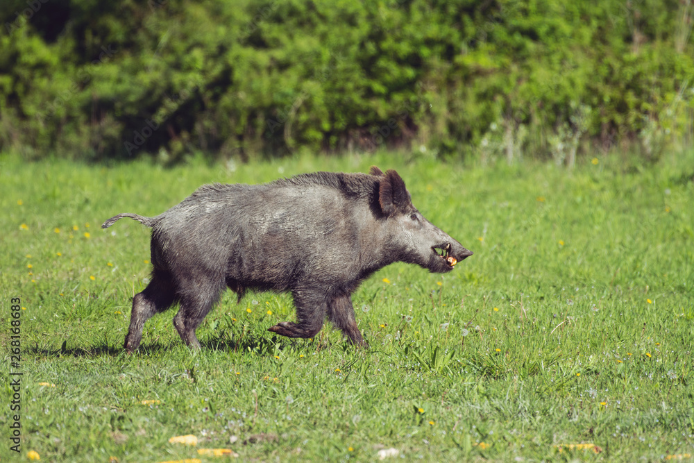 Wild boar in green grass Wild boar in green grass