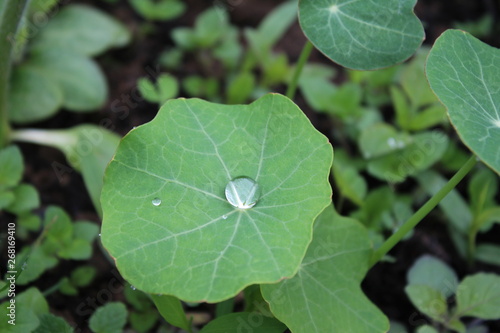 Dew, rain drops, droplets on green leaves of young Tropaeolum majus common Garden Nasturtium, plant