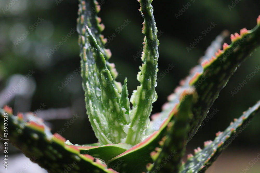 Fototapeta premium aloe