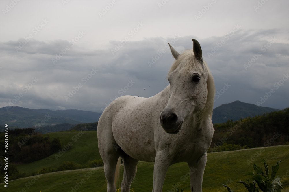 Portrait of a horse: beautiful, female, white or grey arabian horse in country house. Farm life Portrait of a horse: beautiful, female, white or grey arabian horse in country house. Farm life