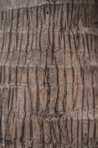 Close up of the tree trunk of a coconut palm tree
