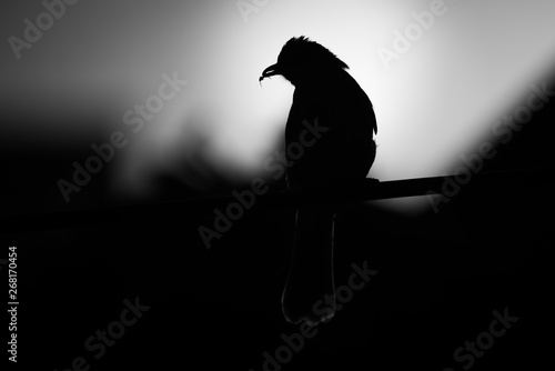 Streak-eared Bulbul (Pycnonotus blanfordi) photo