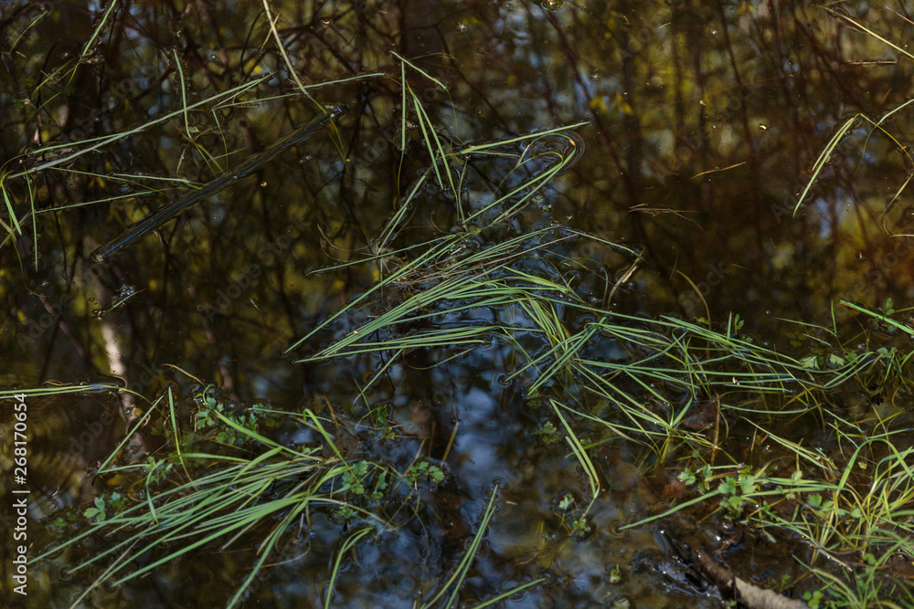 Swamp. Swamp surface, as abstract background. Swamp. Swamp surface, as abstract background.