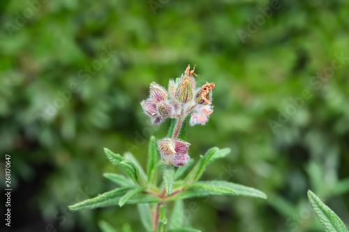 Montpellier Rock Rose Calyces in Springtime