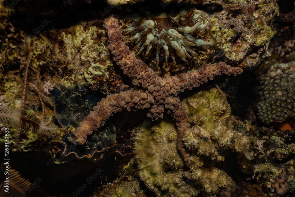 Starfish On the seabed in the Red Sea, eilat israel Starfish On the seabed in the Red Sea, eilat israel