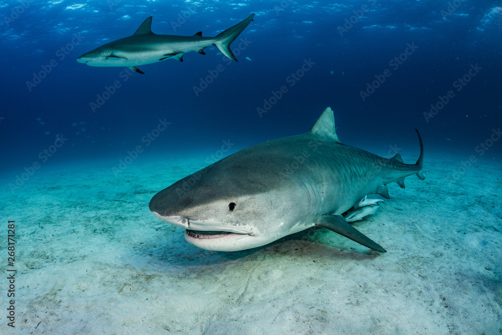 Fototapeta premium Tigershark