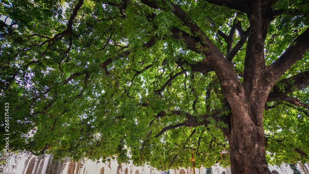 Fototapeta premium Huge tree at the garden of Buddhist temple