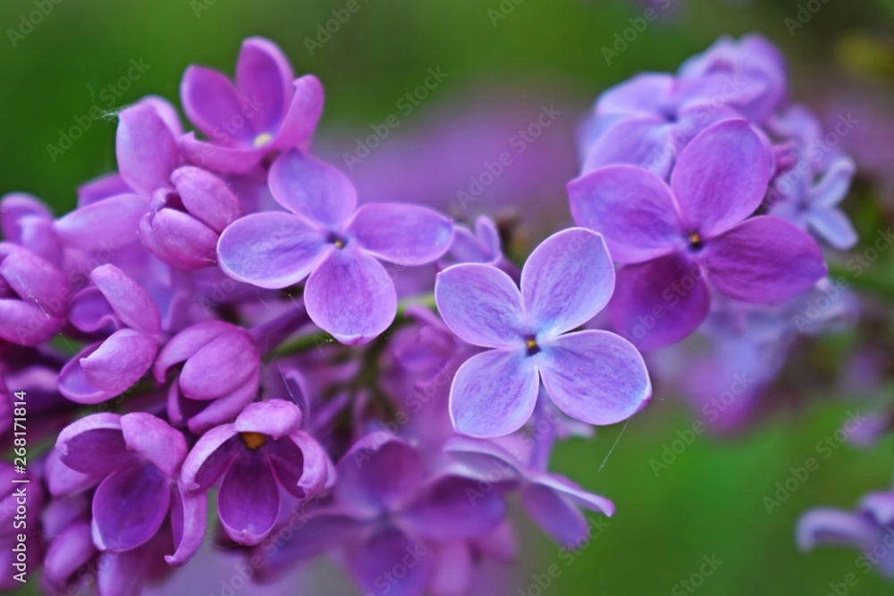 Beautiful purple lilac flowers.Blooming spring garden. Beautiful purple lilac flowers.Blooming spring garden.