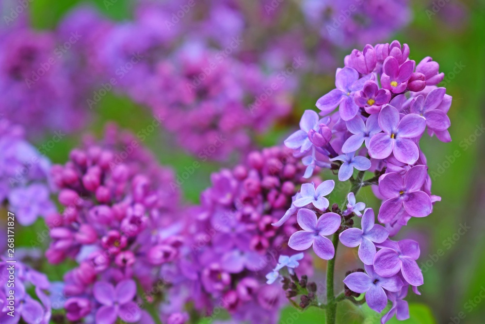 Beautiful purple lilac flowers.Blooming spring garden. Beautiful purple lilac flowers.Blooming spring garden.