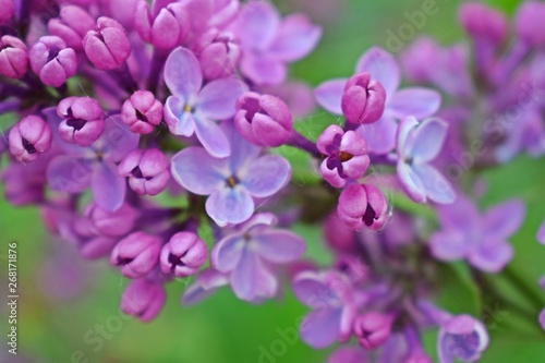 Beautiful purple lilac flowers.Blooming spring garden. © NADEZHDA